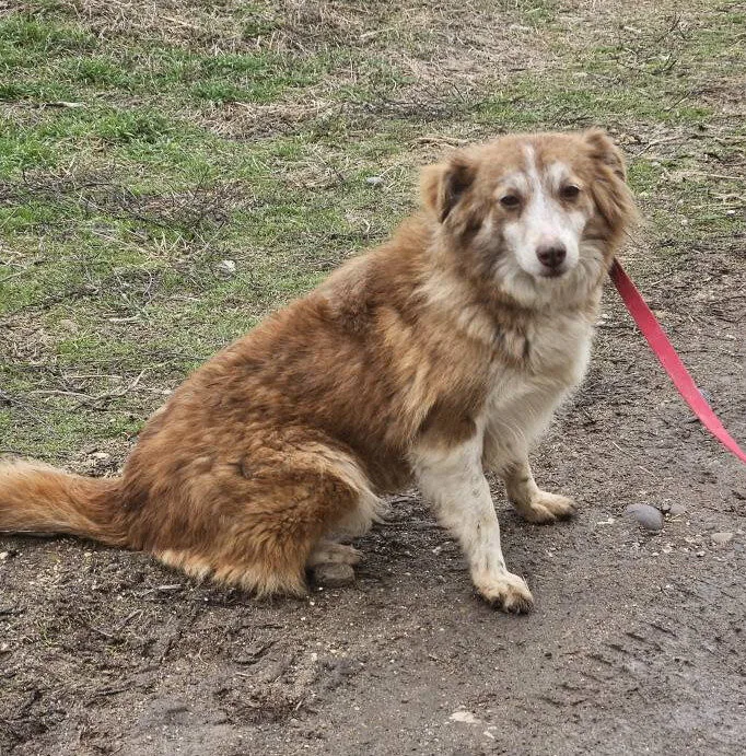 The Paws-itive Journey: Why Fostering Matters