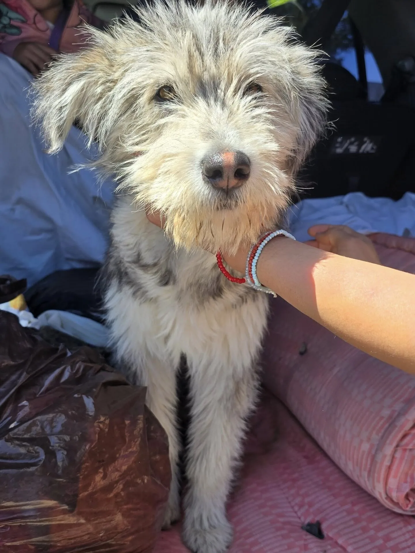 Ash - Santerpaws Bulgarian Rescue