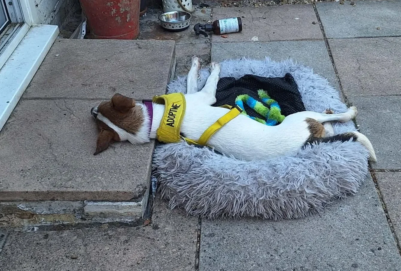 Santerpaws Saturday Special Delivery — Welcome Home, Little Travellers
