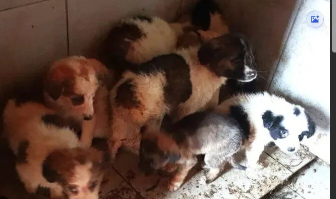 Bulgaria’s Dog Problem