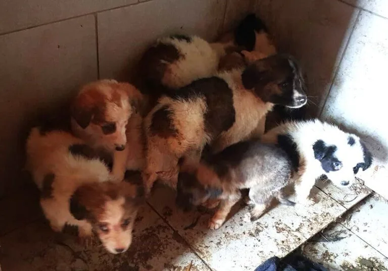 Neutering – A Snip in Time Saves Nine!